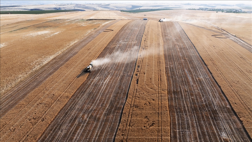 22% of Lebanon's crops damaged by Israeli attacks