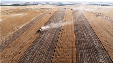 22% of Lebanon's crops damaged by Israeli attacks