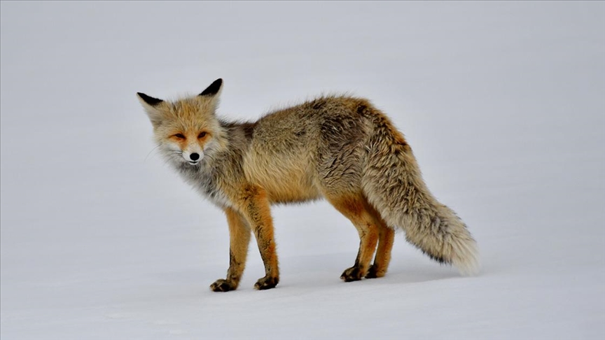 Kars'ta karlı arazide avlanmaya çıkan yaban hayvanları görüntülendi