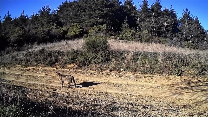 Tekirdağ'da yaban kedisi fotokapana yansıdı