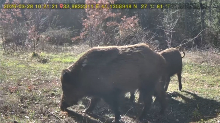 Karabük'te yaban hayvanları fotokapanla görüntülendi