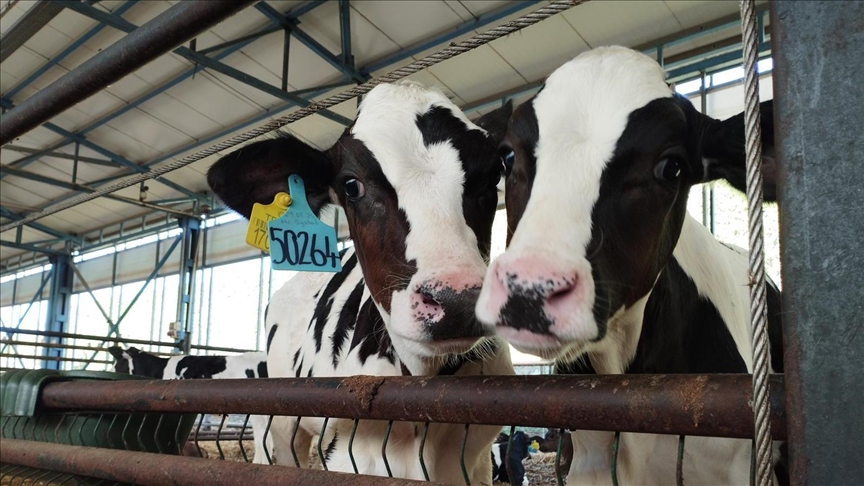 Büyükbaşta doğum oranını yüzde 30 artıran yerli üretim eksper pipet kitinde hedef küresel pazar