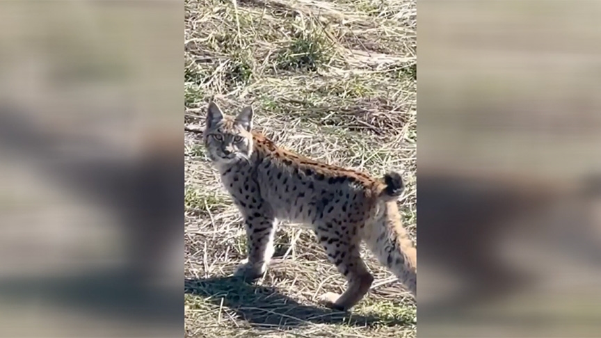 Sivas'ta arazide gezinen vaşak görüntülendi