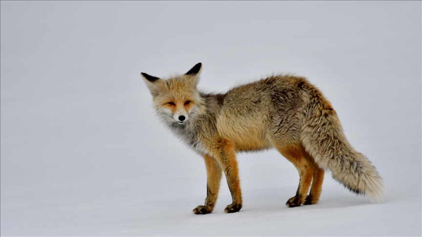Li Qersê dîmena heywanên kovî yên ku ser berfê peyê nêçîra xwe ketibûn, hat kişandin