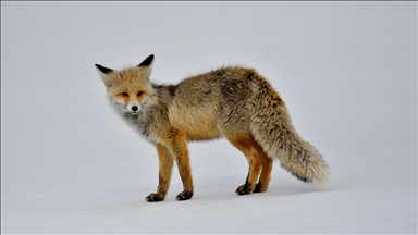 Kars'ta karlı arazide avlanmaya çıkan yaban hayvanları görüntülendi