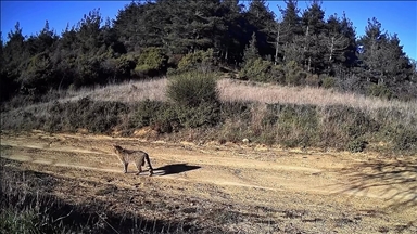 Tekirdağ'da yaban kedisi fotokapana yansıdı