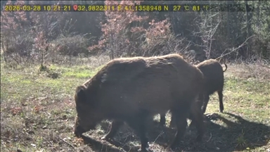 Karabük'te yaban hayvanları fotokapanla görüntülendi