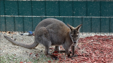 Kengur Dragan atrakcija prihvatilišta za napuštene životinje kod Niša