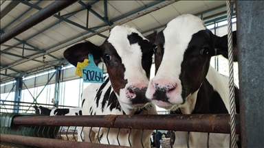 Büyükbaşta doğum oranını yüzde 30 artıran yerli üretim eksper pipet kitinde hedef küresel pazar