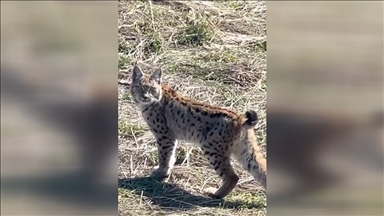 Sivas'ta arazide gezinen vaşak görüntülendi