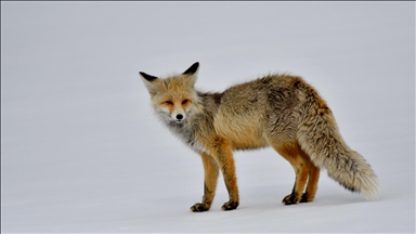 Li Qersê dîmena heywanên kovî yên ku ser berfê peyê nêçîra xwe ketibûn, hat kişandin