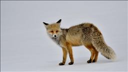 Li Qersê dîmena heywanên kovî yên ku ser berfê peyê nêçîra xwe ketibûn, hat kişandin