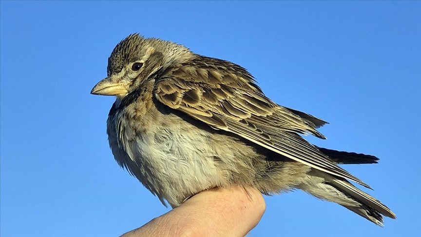 Aras Kuş Cenneti'nde halkalanan kuş türü sayısı 207'ye yükseldi