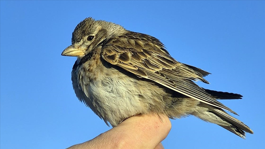 Aras Kuş Cenneti'nde halkalanan kuş türü sayısı 207'ye yükseldi