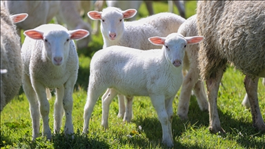 TİGEM'in Karacabey tesislerinde kuzu doğumları yüzde 40'ın üzerinde ikizlik oranıyla sürüyor