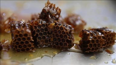 Турција, вториот најголем производител на мед во светот, ќе биде домаќин на „Олимпијадата во пчеларството“ во 2027