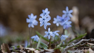Tunceli'de karların erimesiyle İksor Vadisi'nde mavi kardelenler açtı