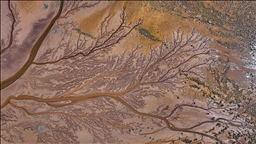 Şopa cewên ava ku diherike Gola Tuzla Palasê dişibin şaxên daran