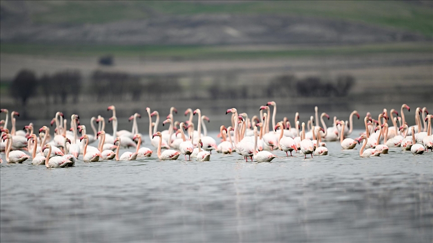 Tuzla Palas Gölü'nde yıllar sonra yeniden allı turnaların sesi duyuldu