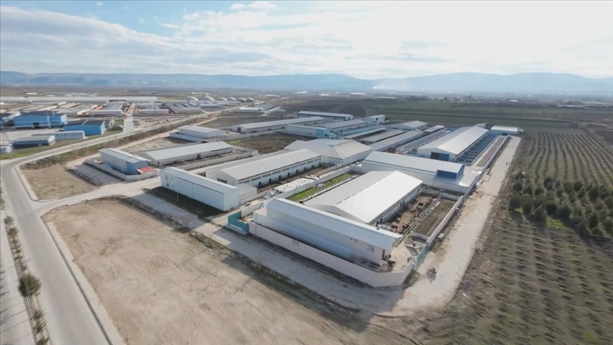 Amasya Suluova Besi OTB'nin kırmızı et üretimine katkısı sürüyor