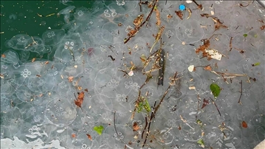 İstanbul'da yağışın ardından Beşiktaş Sahili'nde denizanası ve atık yoğunluğu gözlendi