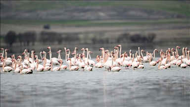 Tuzla Palas Gölü'nde yıllar sonra yeniden allı turnaların sesi duyuldu