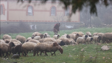 İsrail'in, Suriye'nin güneyindeki ihlalleri bölgede tarım ve hayvancılığı vurdu