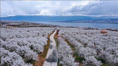 Elazığ'da çiçeklenen kayısı bahçelerinde üreticilerin ilaçlama mesaisi başladı