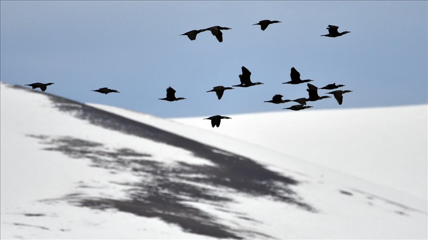 Li Qersê qadên avî bi çivîkên koçber va şên bûn