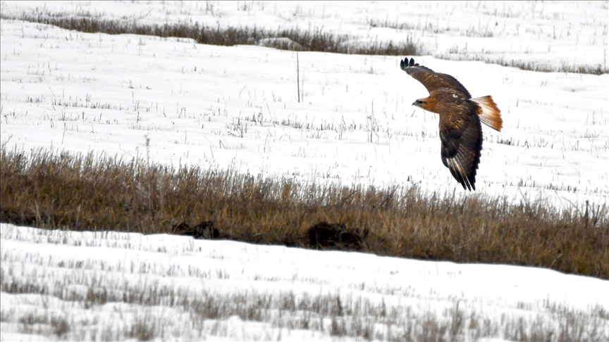 Kars'ta sulak alanlar göçmen kuşlarla şenlendi