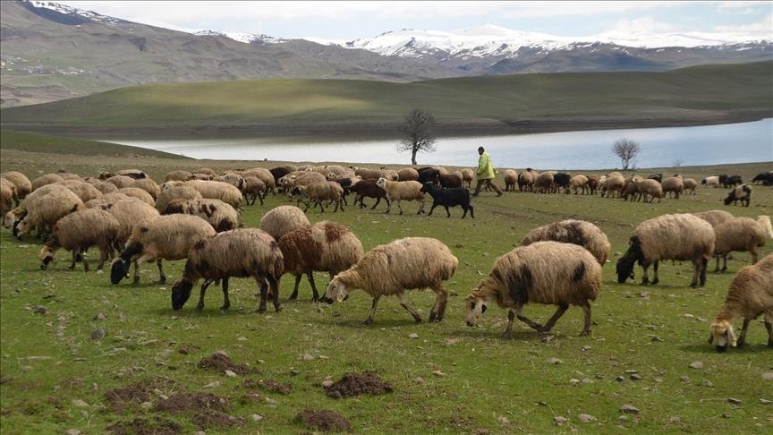 Li Mûşê mêrg û mexelên ku hêşîn bûn, bi birên pez rengîn bûn 