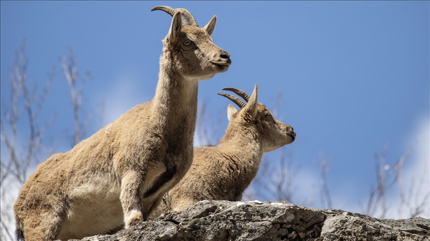 Dîmenên bizinkovî û roviyên ku li çiyayên Tunceliyê xwarinê digerin, hatin kişandin