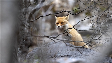 Tunceli'nin dağlarında yaban keçileri ve tilkiler yiyecek ararken görüntülendi