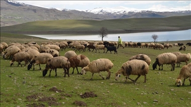 Li Mûşê mêrg û mexelên ku hêşîn bûn, bi birên pez rengîn bûn 