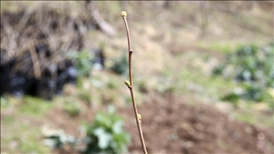 Giresun'da köy kooperatifinde sertifikalı 3 bin fındık fidanı üretildi