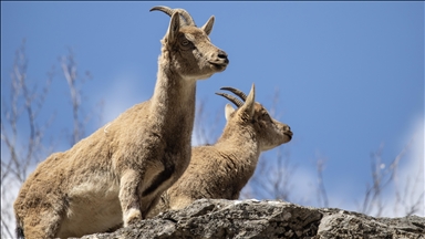 Dîmenên bizinkovî û roviyên ku li çiyayên Tunceliyê xwarinê digerin, hatin kişandin