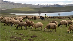 Li Mûşê mêrg û mexelên ku hêşîn bûn, bi birên pez rengîn bûn 