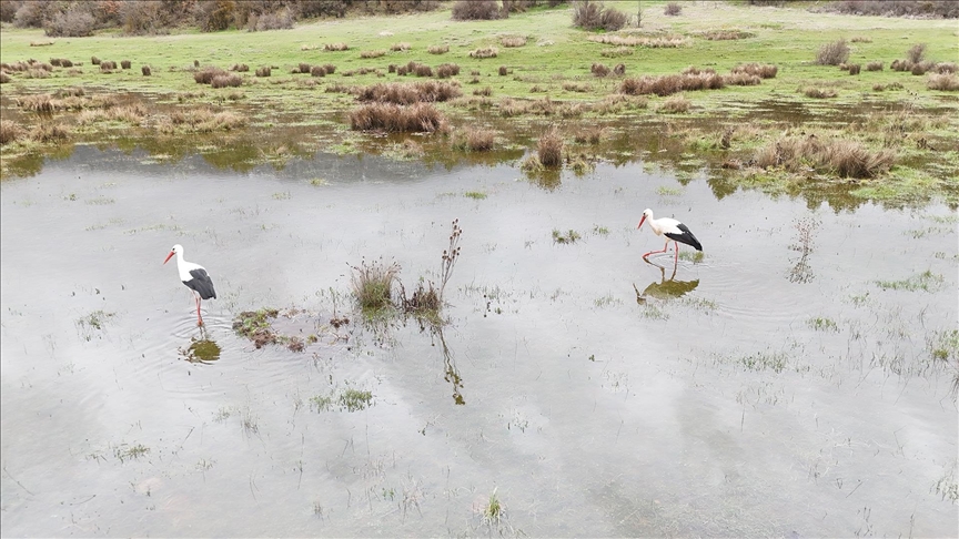 Isparta'da "baharın habercisi" leylekler sulak alanda görüntülendi