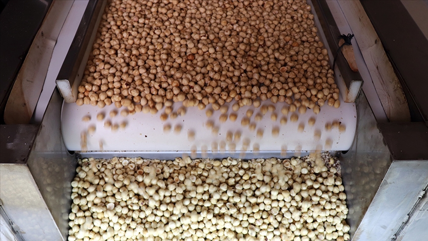 Türkiye, fındık ihracatından 7 ayda 1 milyar 445 milyon doları aşkın gelir sağladı