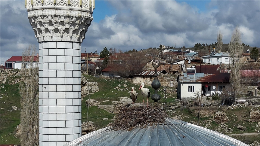 Sivas'ta cami kubbesi 14 yıldır leylekleri ağırlıyor
