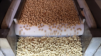 Türkiye, fındık ihracatından 7 ayda 1 milyar 445 milyon doları aşkın gelir sağladı