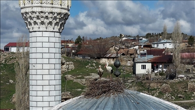 Sivas'ta cami kubbesi 14 yıldır leylekleri ağırlıyor