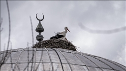 "Baharın müjdecisi" leylekler cami kubbesine 16 yıldır yuva yapıyor