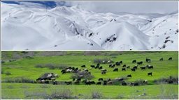 Hakkari'nin bir tarafında bahar diğer tarafında kış yaşanıyor