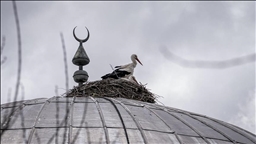 Leglegên "mizgîniyên biharê" ev 16 sal e hêlîna xwe li ser qubbeya mizgeftê çêdikin