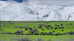 Hakkari'nin bir tarafında bahar diğer tarafında kış yaşanıyor