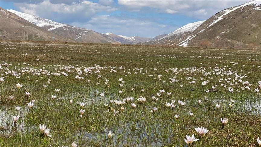 Li Bidlîsê erd bi pîvokên mizgîniya biharê xemilî