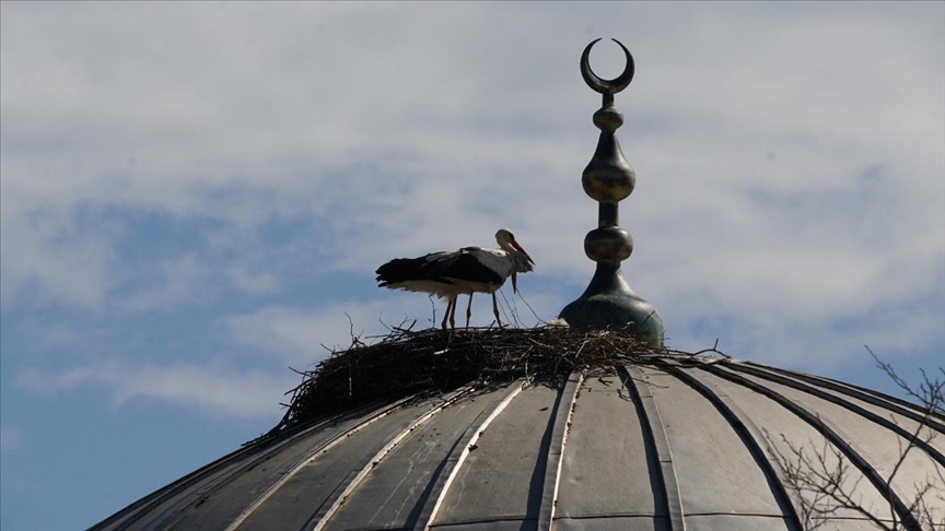 Tekirdağ'da leylekler 11 yıldır cami kubbesine yuva yapıyor