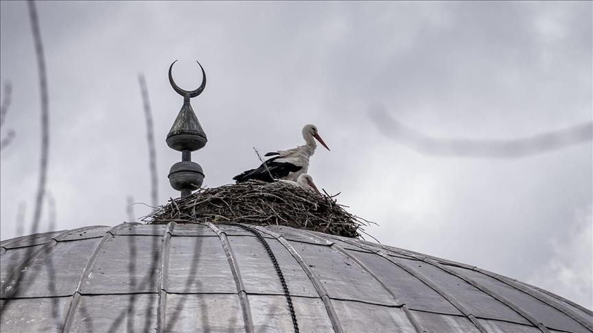 Штркови 16 години по ред се гнездат на кубето на џамија во турски Ерзурум