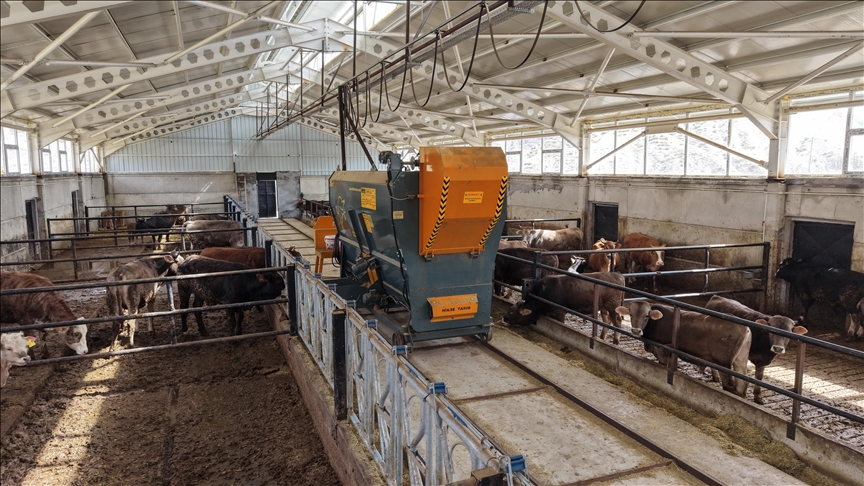 Besicilikte verimi artıran modern ahırlar Erzurum'da devlet destekleriyle yaygınlaşıyor